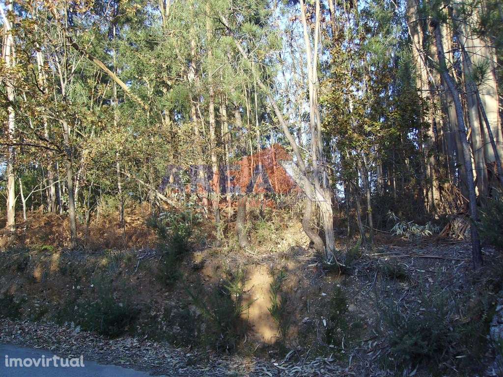Terreno para construção de pavilhão/armazém industrial. 75m de frente. - Grande imagem: 4/4