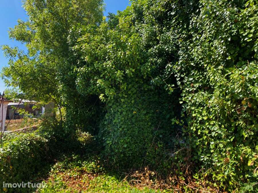 Grande moradia para recuperar, vistas desafogadas, São Gregório - Grande imagem: 5/18