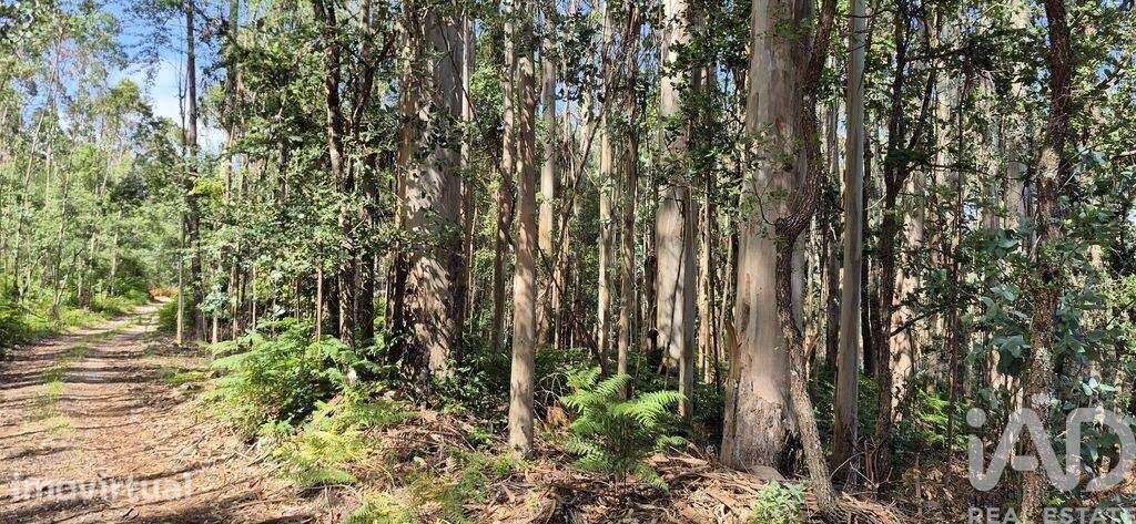 Terreno em Alqueidão da Serra - Grande imagem: 5/10