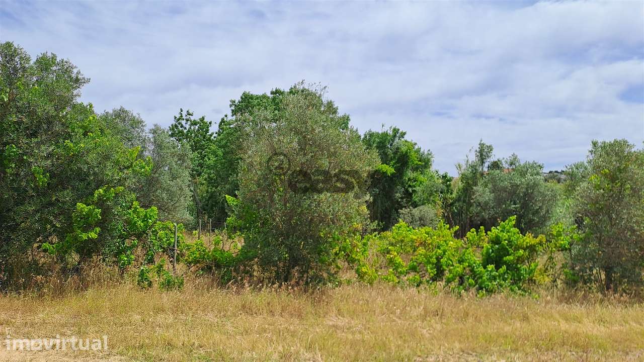 Terreno rústico com 5.250 m2 com Oliveiras e Pé de Vinha - Grande imagem: 5/8