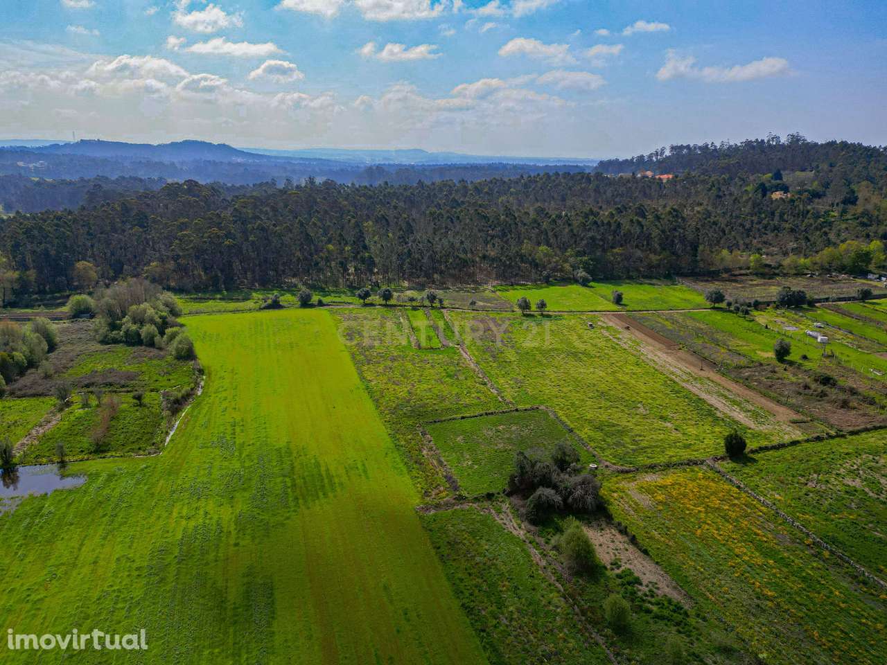 Terreno Agrícola plano, com 4.900m², em Curvos - Grande imagem: 2/16