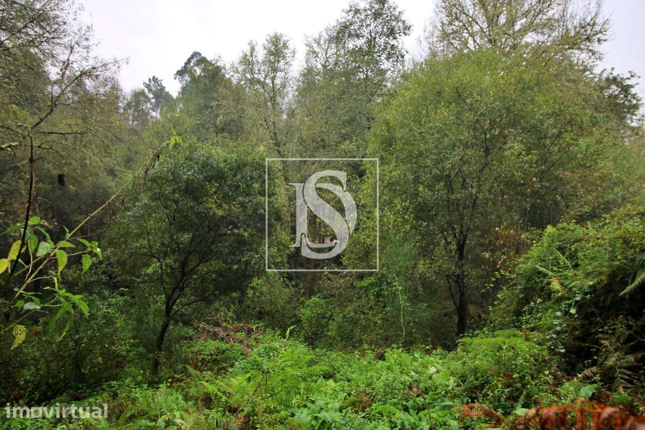 Quinta  Venda em Formariz e Ferreira,Paredes de Coura - Grande imagem: 5/15