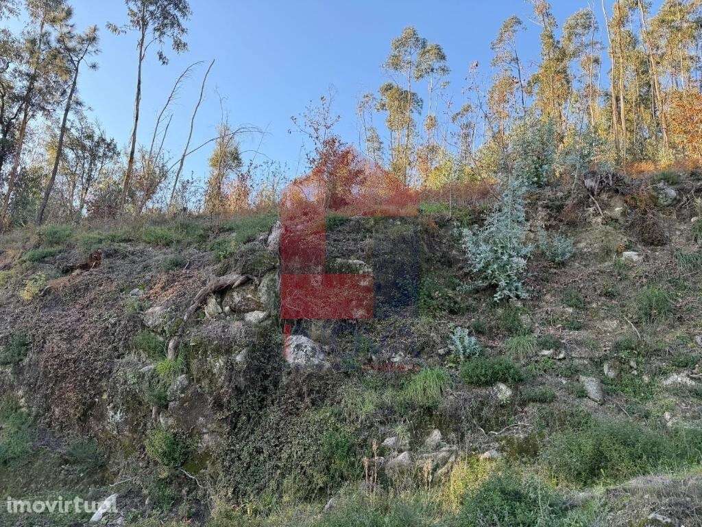 Terreno florestal, Prado São Miguel - Grande imagem: 2/14