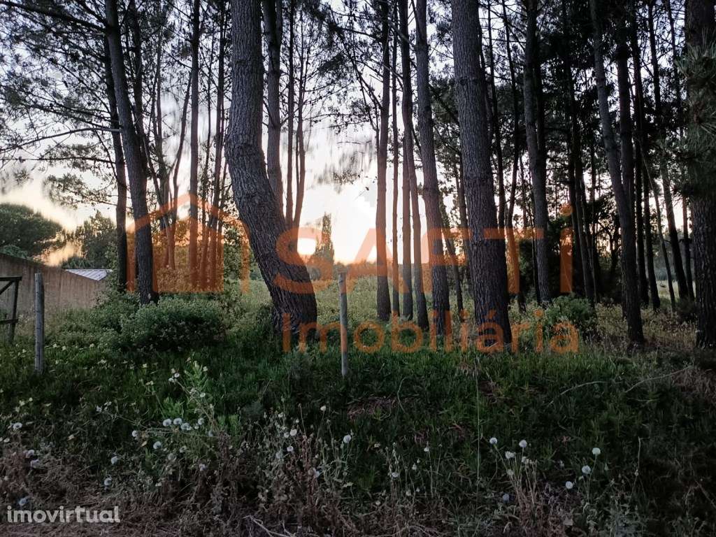 Terreno de 3.920 m² em Alfeizerão | Proximidade Foz do Arelho - Grande imagem: 4/6