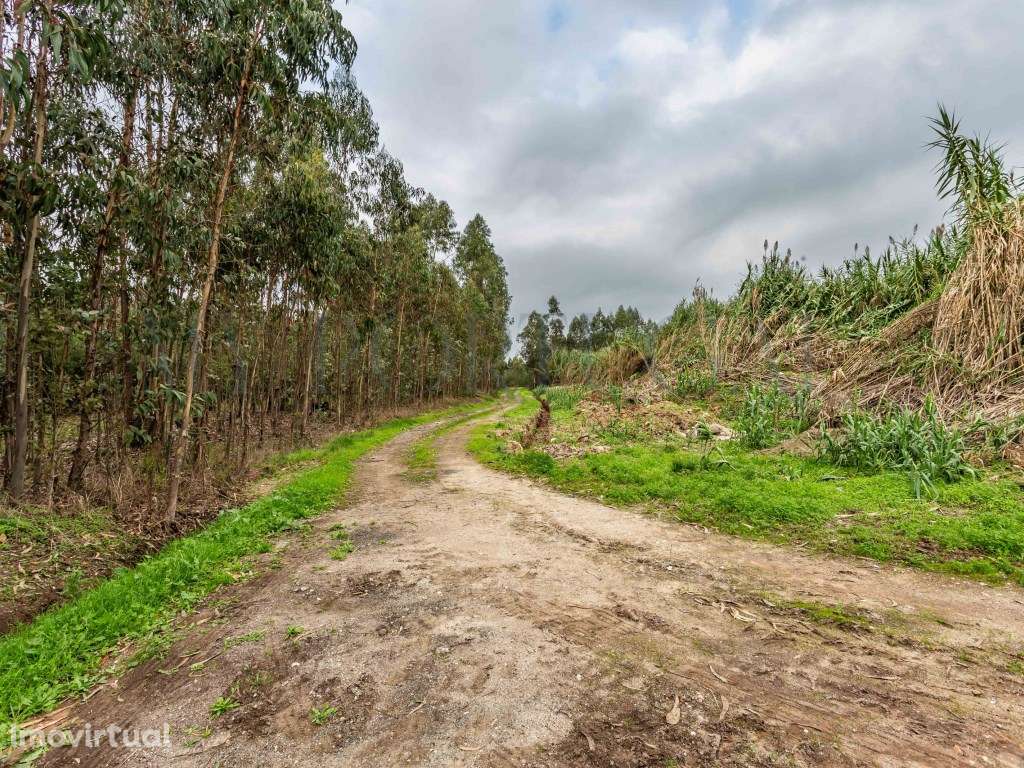Terreno para Construção de 32.500 m² com Viabilidade Turística e In... - Grande imagem: 4/32