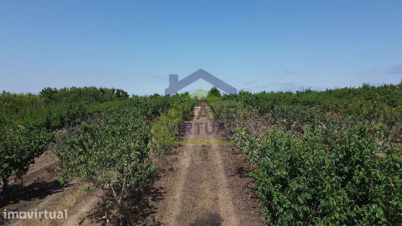 Terreno Rústico com 7.280 m2 - Carvalhal, Bombarral - Grande imagem: 5/9
