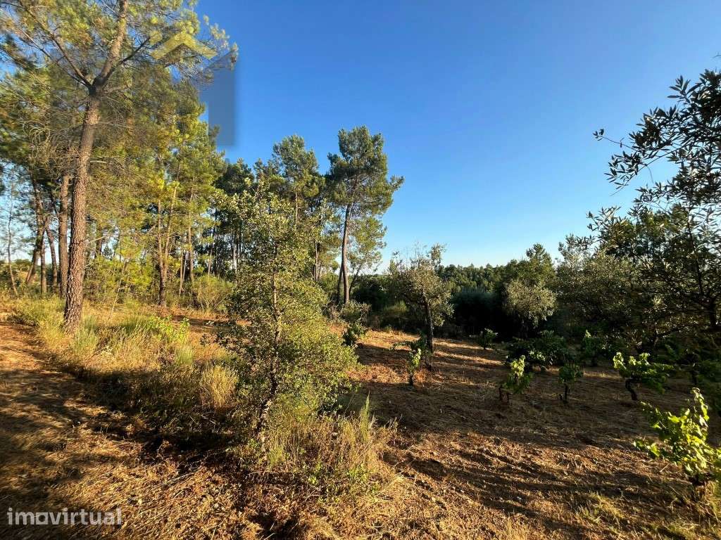 Terreno rústico com 6.600m2, para venda, em Freixial do Campo. - Grande imagem: 4/12