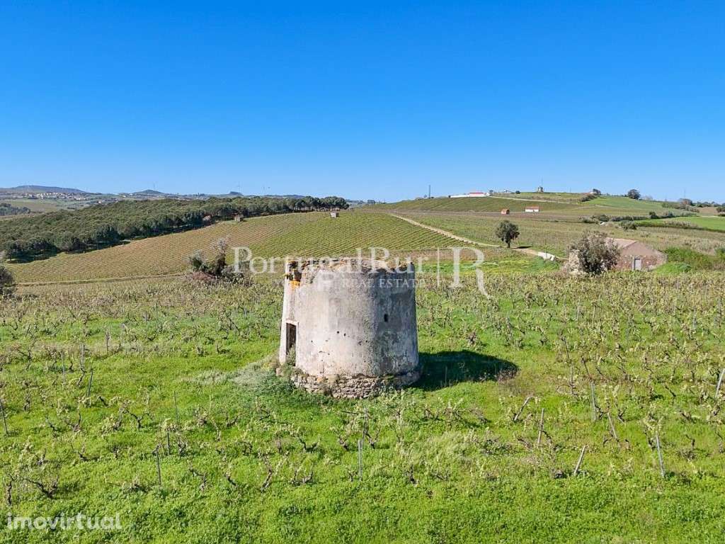 Quinta de 10,5 ha com vinha e construções em Alenquer - Grande imagem: 5/17