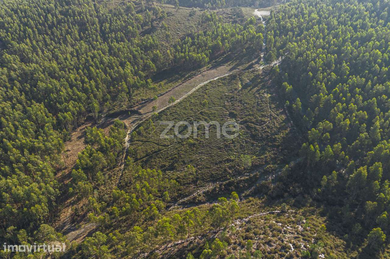 Felgueira - Terreno florestal c/ 15.130 m², em Sobreira - Grande imagem: 2/15