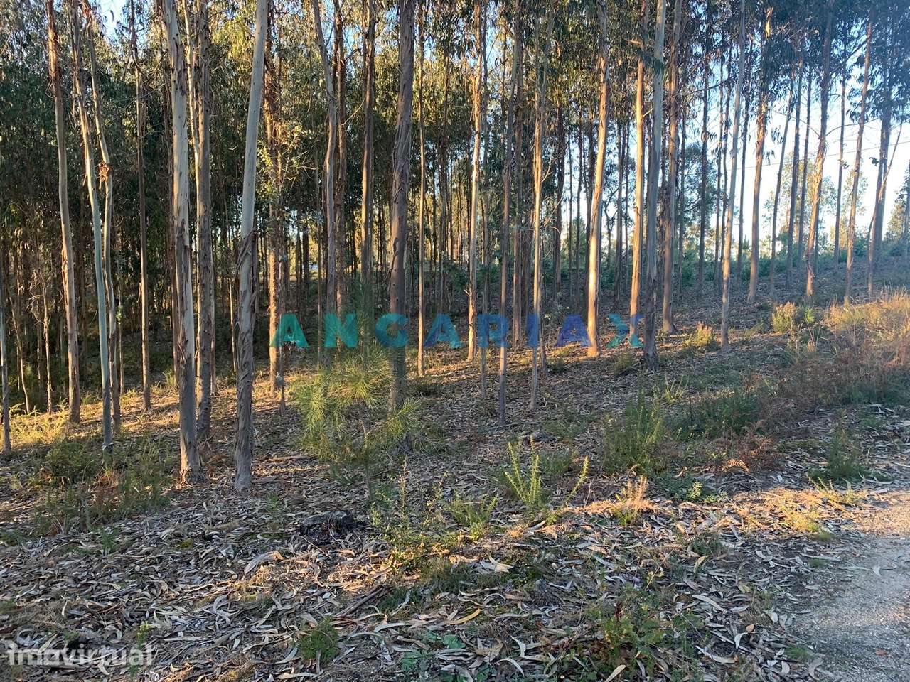 ANG109 - Terreno para Construção para Venda em Arrabal - Grande imagem: 5/19