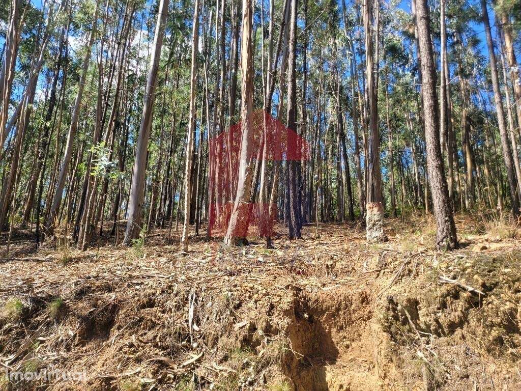 Terreno florestal, Marrancos - Grande imagem: 4/13