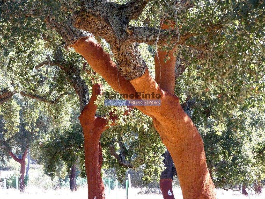 Propriedade, herdade, 211ha, Alentejo, Aljustrel. Portugal, Beja, B... - Grande imagem: 4/9