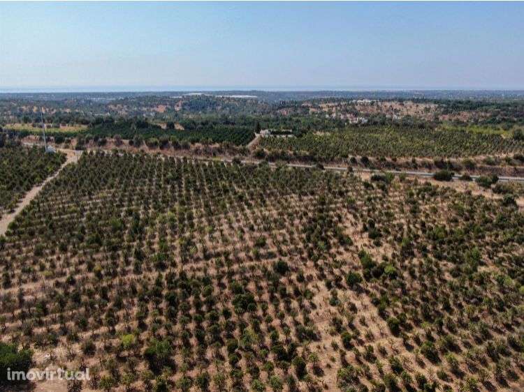 Terreno Para Investimento Turistico - Monte Agudo - Santo Estêvão - Grande imagem: 5/14