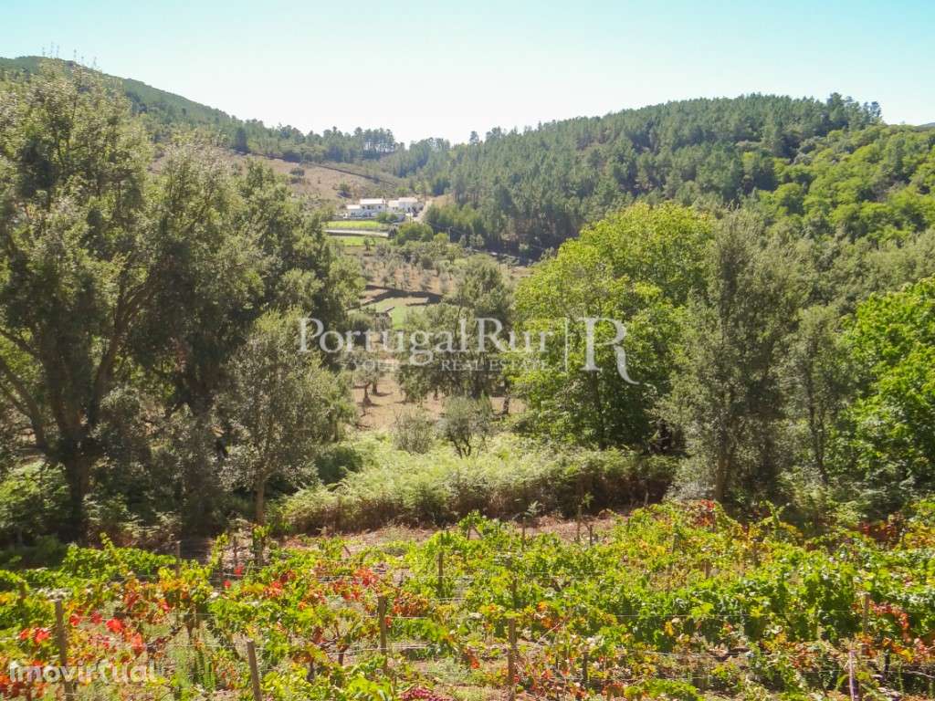 Terreno agricola com vinha, olival e árvores de fruto - Grande imagem: 4/34