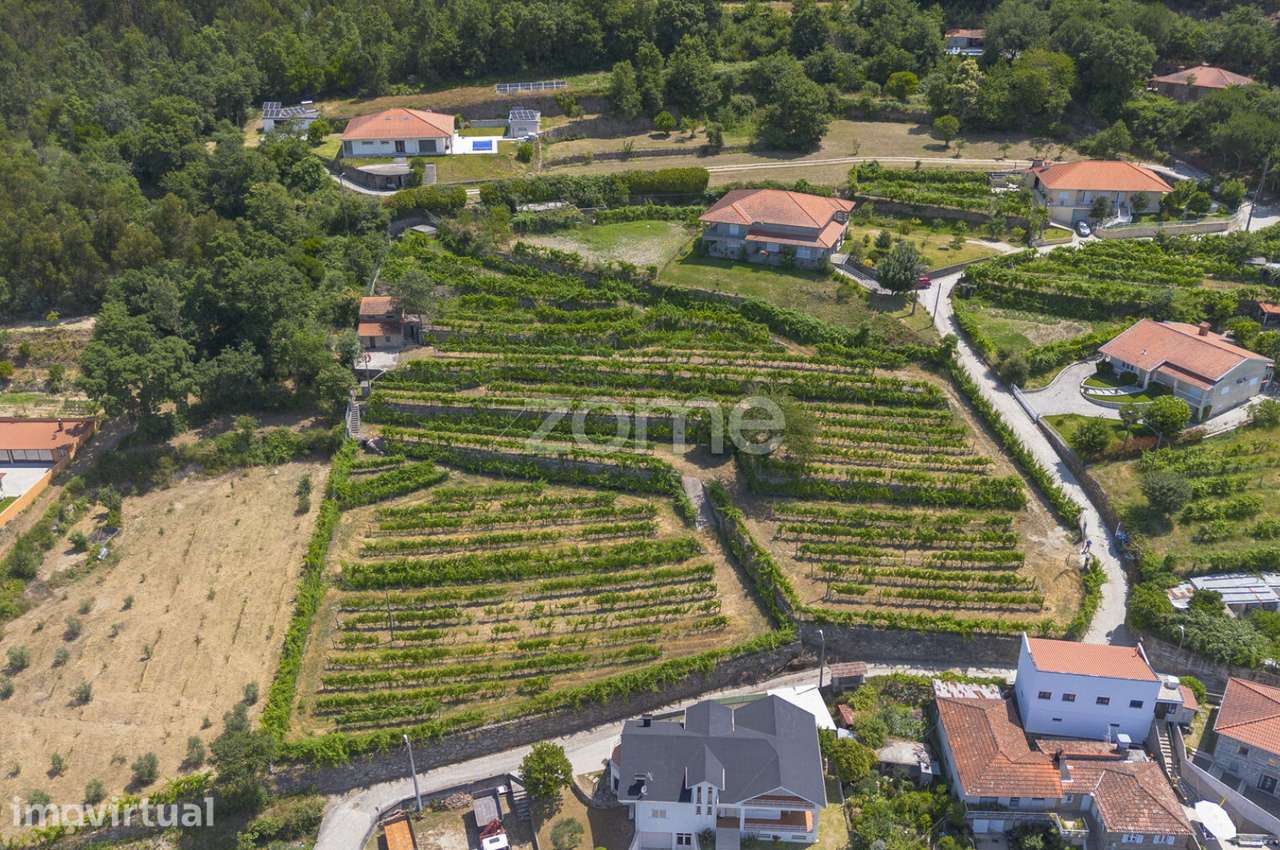 Quinta de Cortinhas | Vinha, Água e Potencial Turístico - Grande imagem: 4/15