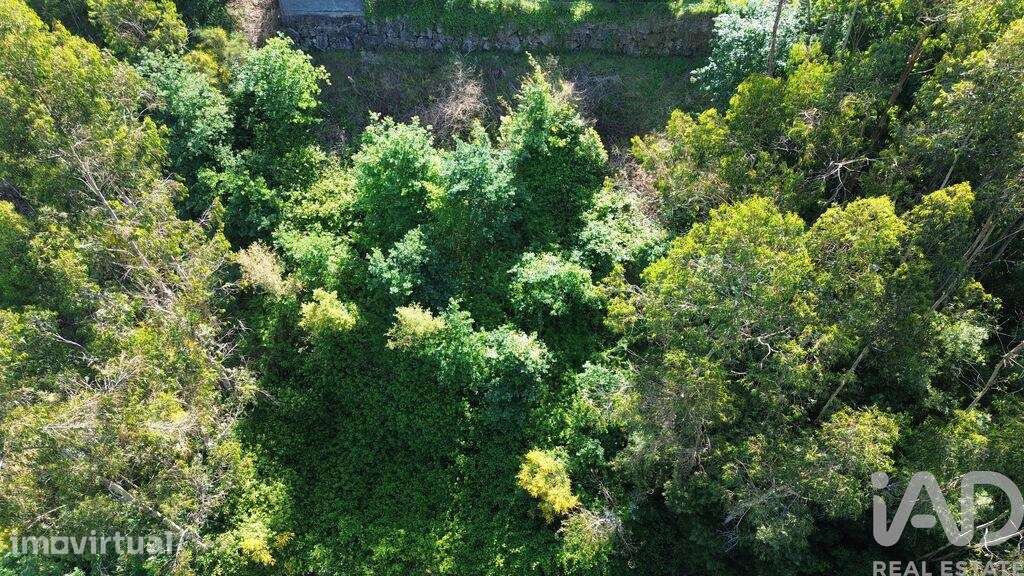 Terreno Agrícola em Lemenhe, Mouquim e Jesufrei - Grande imagem: 5/7