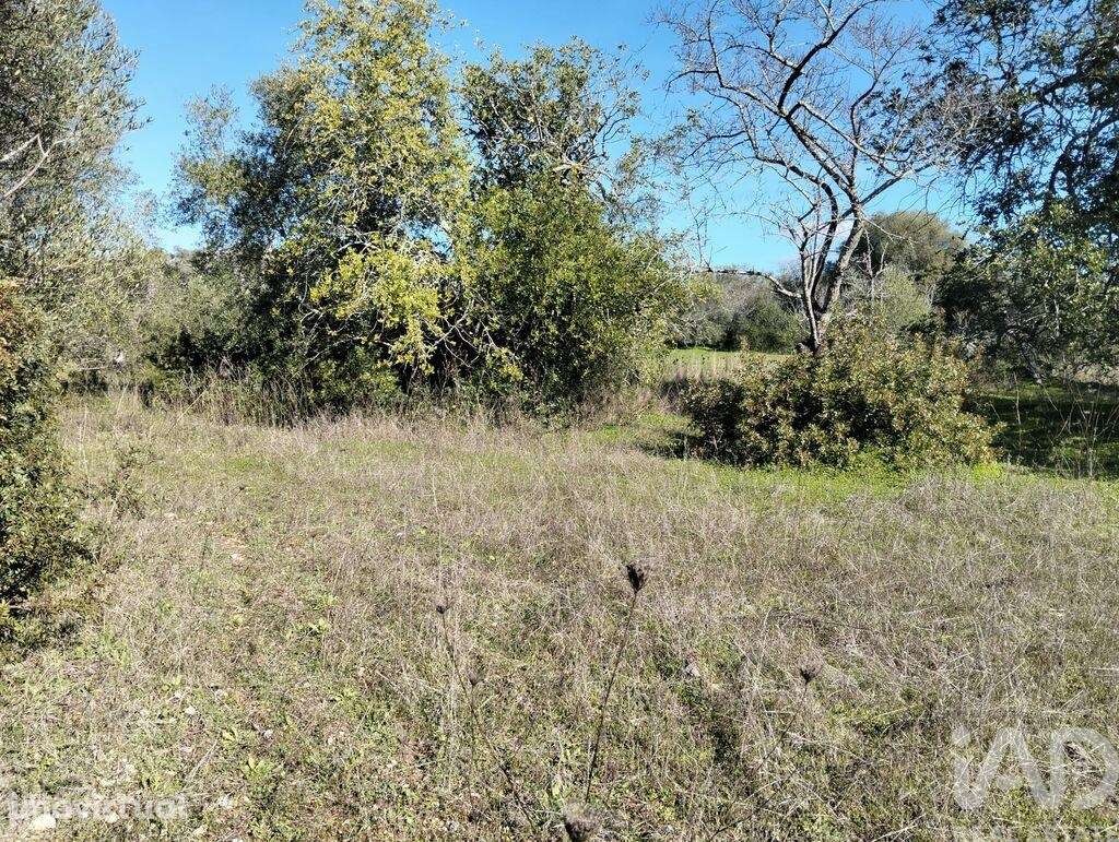 Terreno Agrícola em São Brás de Alportel - Grande imagem: 4/16