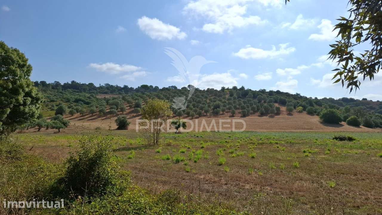 Terrenos Rústicos com Olival e terreno de semeadura, Chã - Grande imagem: 5/7