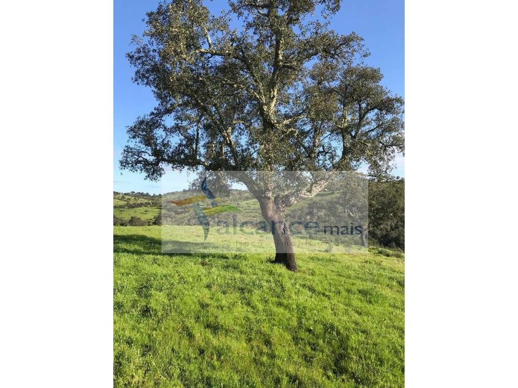 Herdade com 814hectares no Baixo Alentejo / Moura / Fronteira com E... - Grande imagem: 5/21