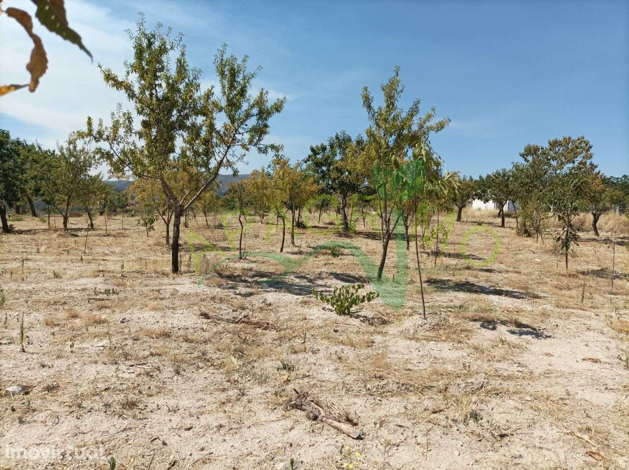 Terreno rústico "Santo Aleixo" em Póvoa de Penela - Grande imagem: 2/14