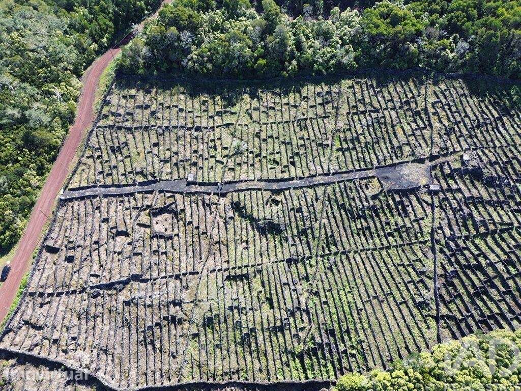 Terreno em Madalena de 20010,00 m2 - Grande imagem: 3/11
