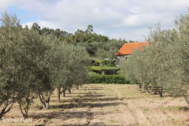 Terreno 53.265 m² com casa de granito, Olival DOP/DOC - Grande imagem: 4/10