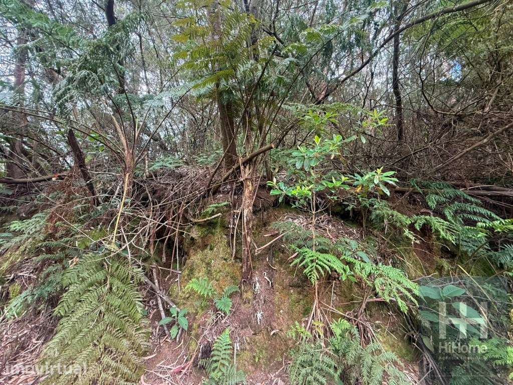 Terreno Agroflorestal com 2.420 m² | Acesso de Carro - Grande imagem: 3/6