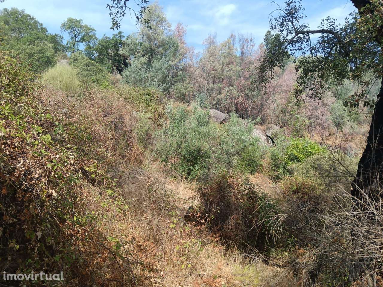 Terreno rustico em Palvarinho ( S. Lourenço  ) - Grande imagem: 3/8