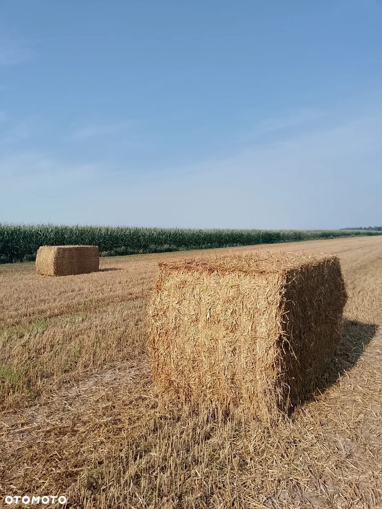 Massey Ferguson HESSTON 4900 - 9