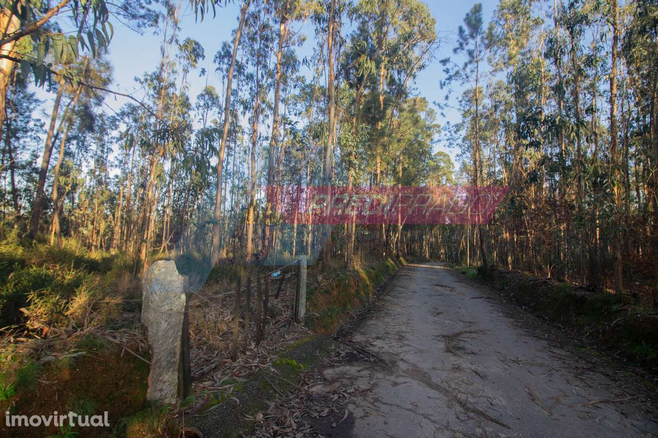 Terreno Florestal em Freiriz - Grande imagem: 3/4
