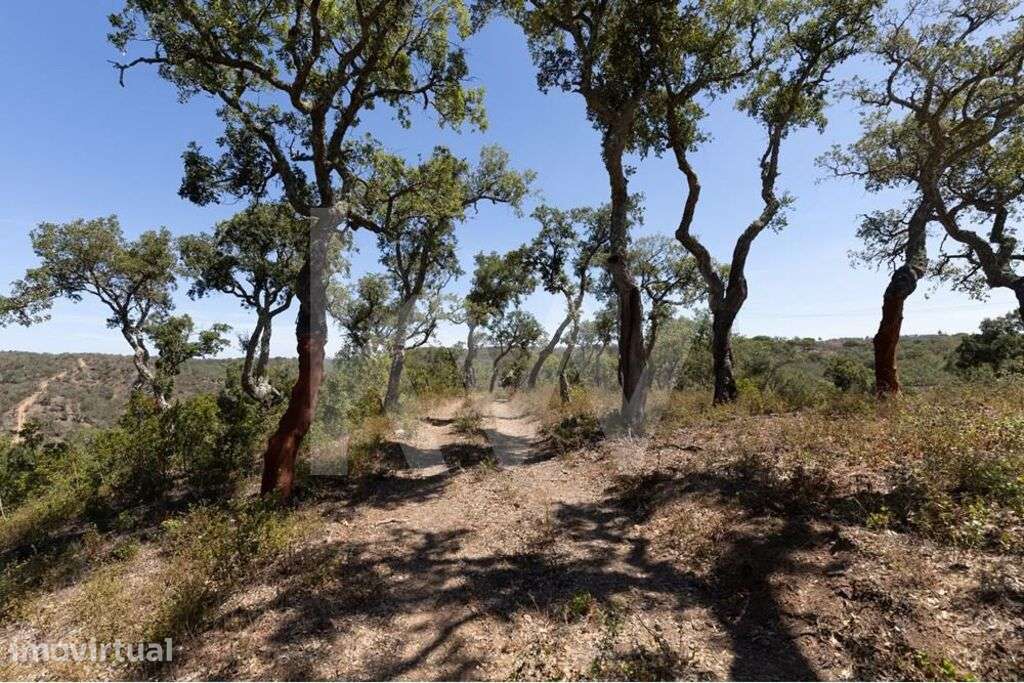Terreno à Venda em São Francisco da Serra | 17,125 Hectares de Montado - Grande imagem: 3/21