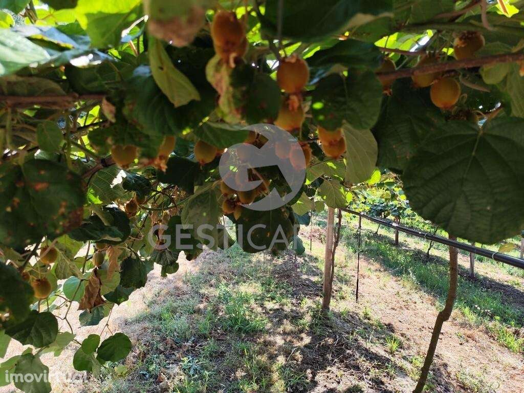 Pomar Kiwis Erica - Grande imagem: 4/6