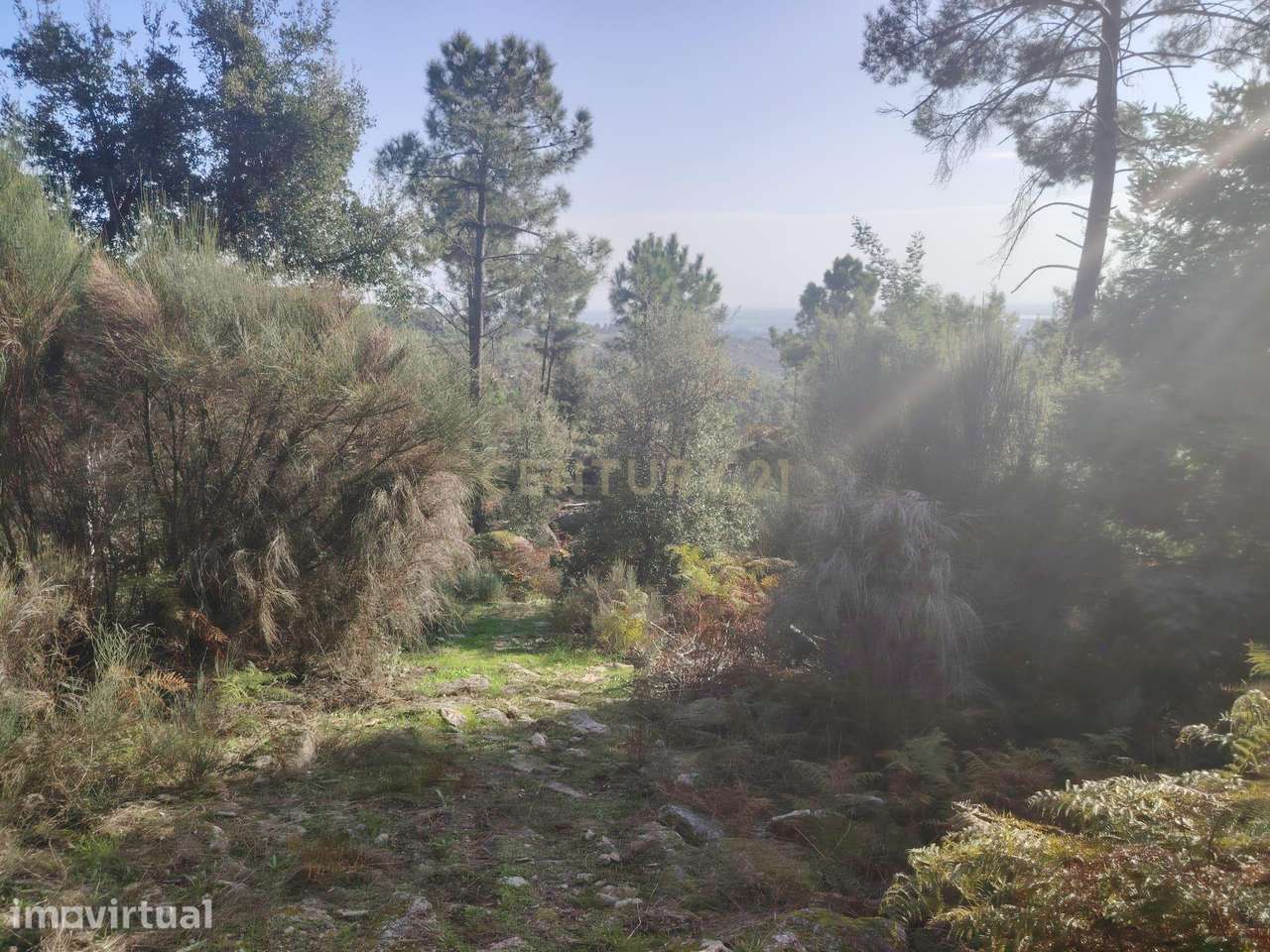 Terreno rústico, Louriçal do Campo, - Grande imagem: 5/8