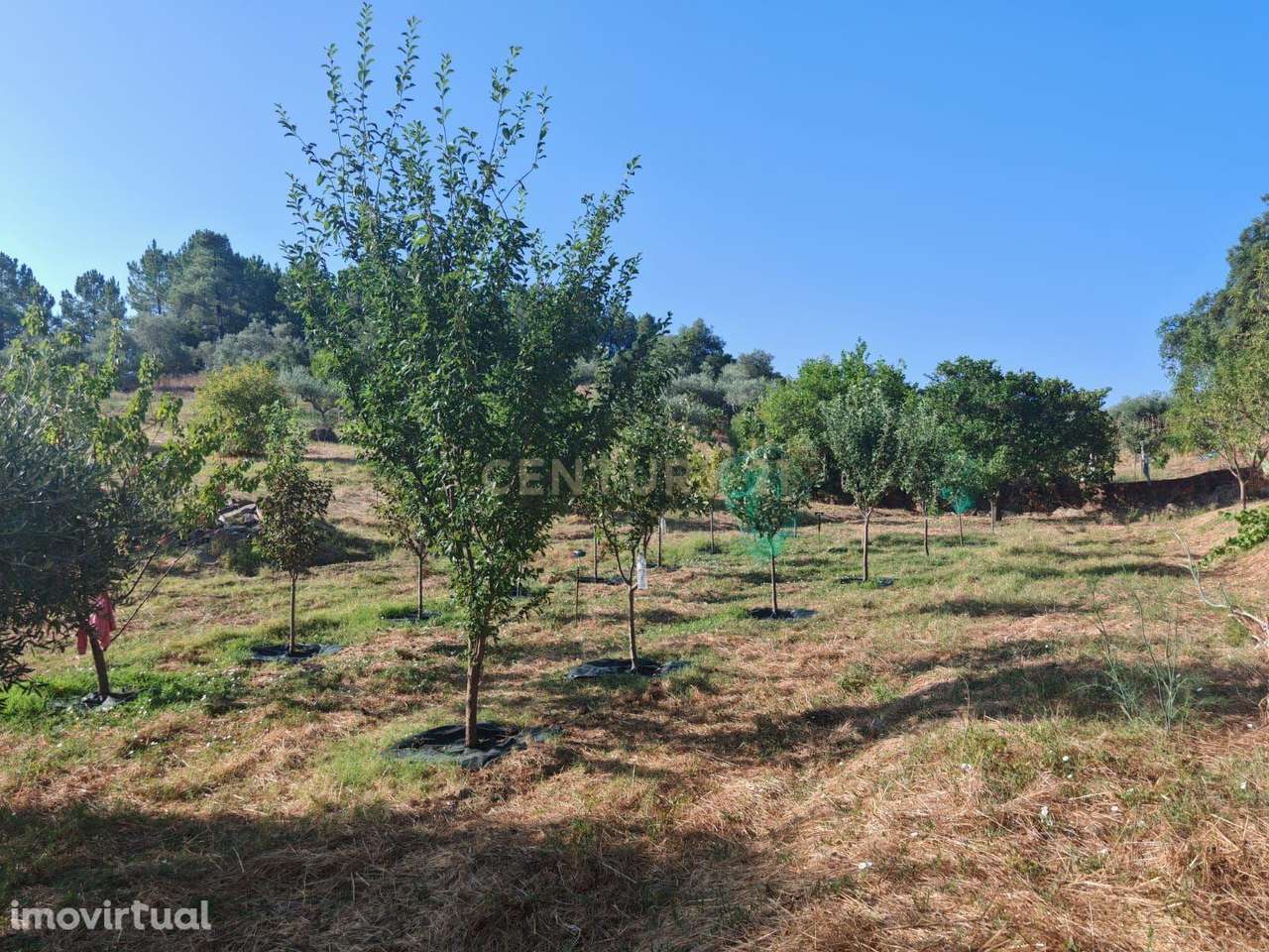 Terreno campestre localizado Aldeia Bispo, Penamacor - Grande imagem: 3/5