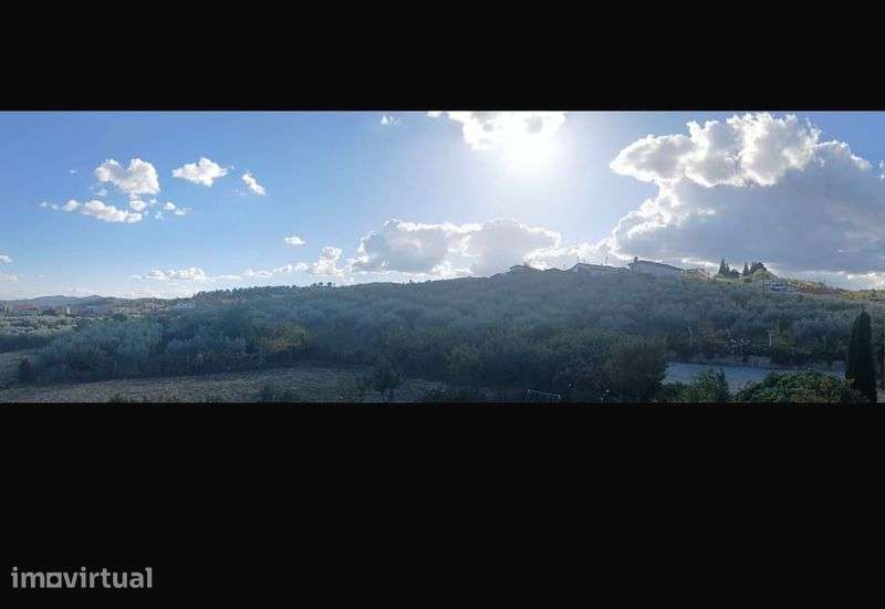 Olival e Amendoal - Grande imagem: 2/6