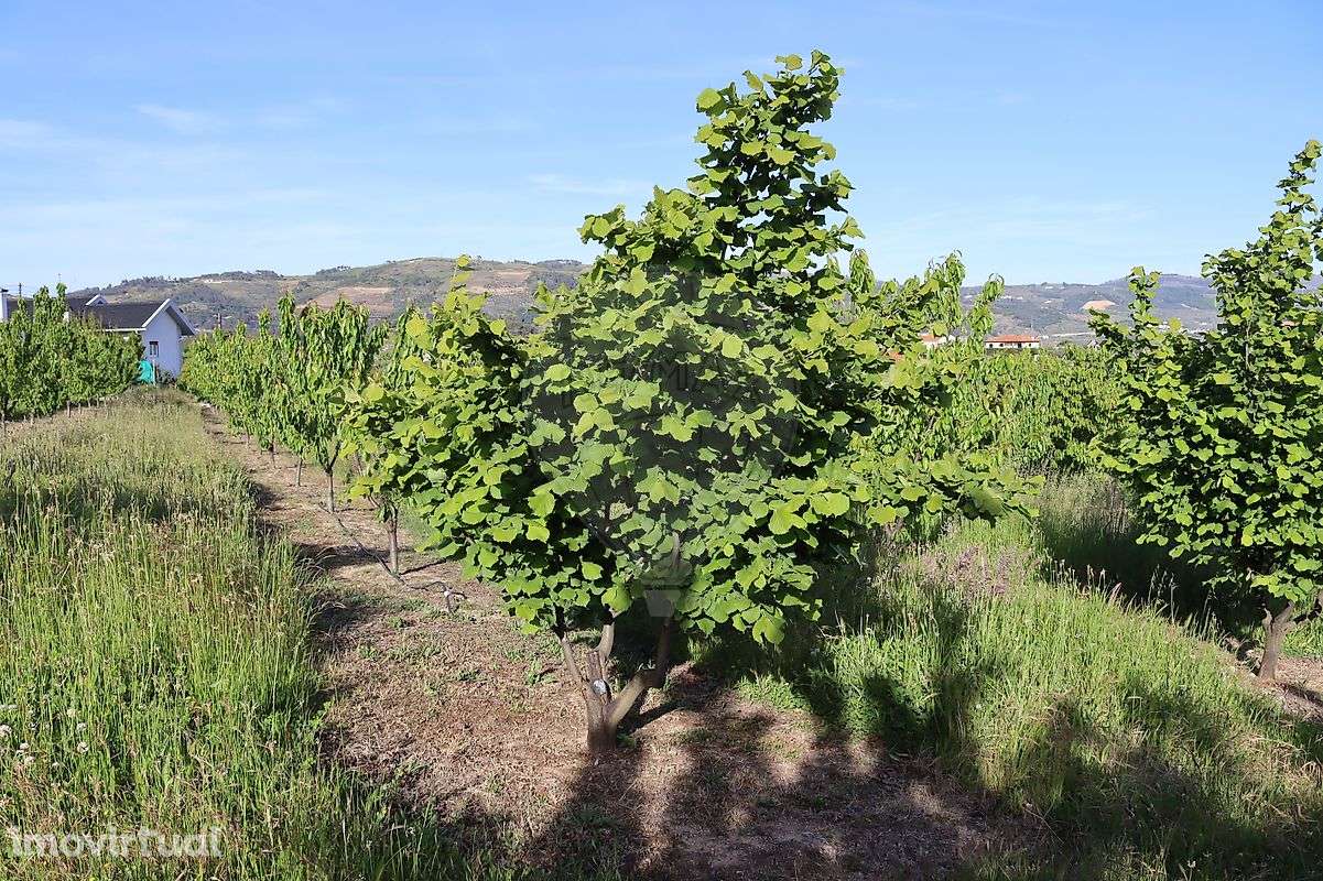 Terreno  para venda - Grande imagem: 2/8