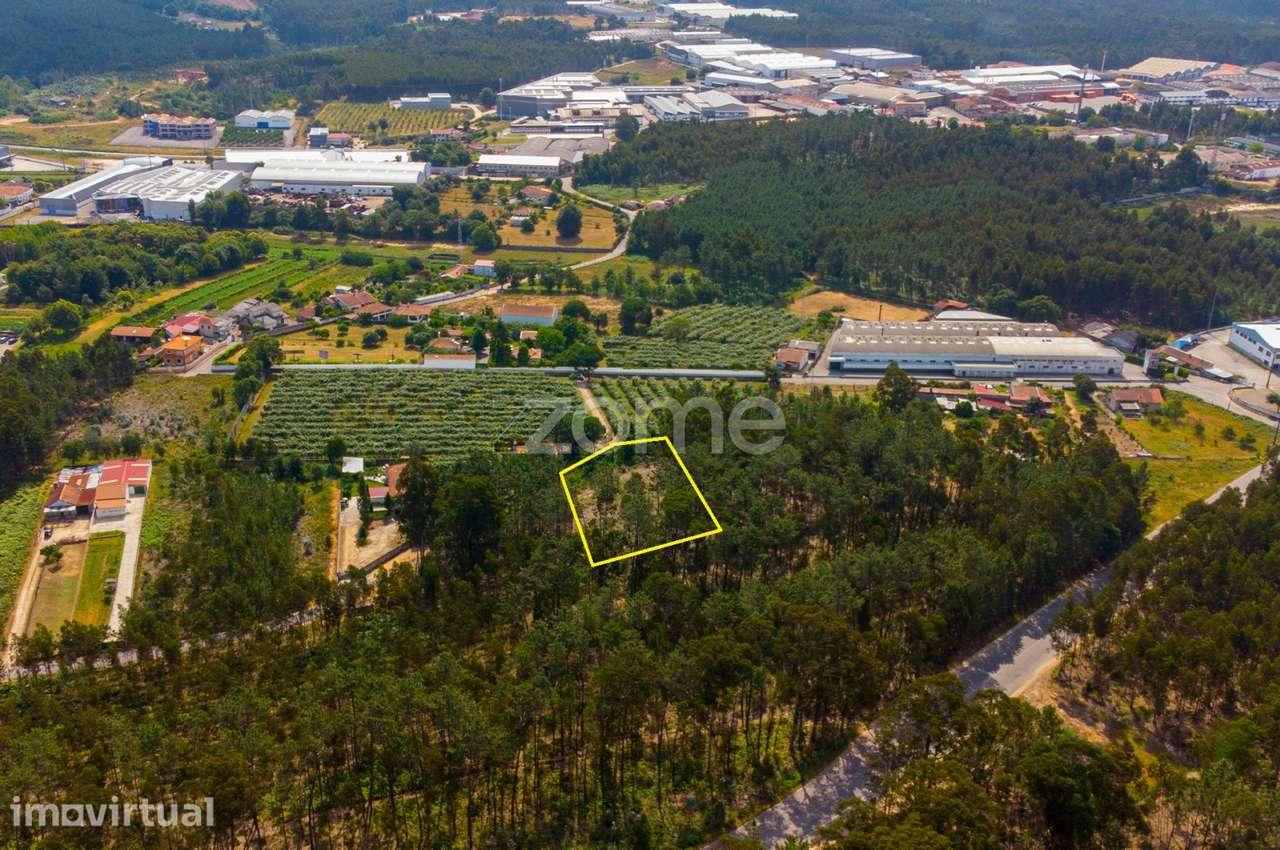 Pinhal, acesso betuminoso, Estrada Real, Recardães, Águeda - Grande imagem: 5/21