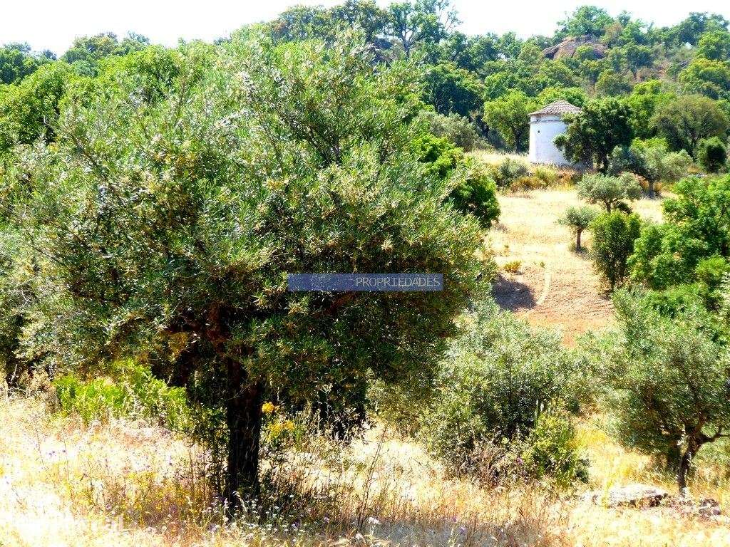 51.000m2 Olival, com Pombal. Figueira de Castelo Rodrigo. Portugal,... - Grande imagem: 3/9
