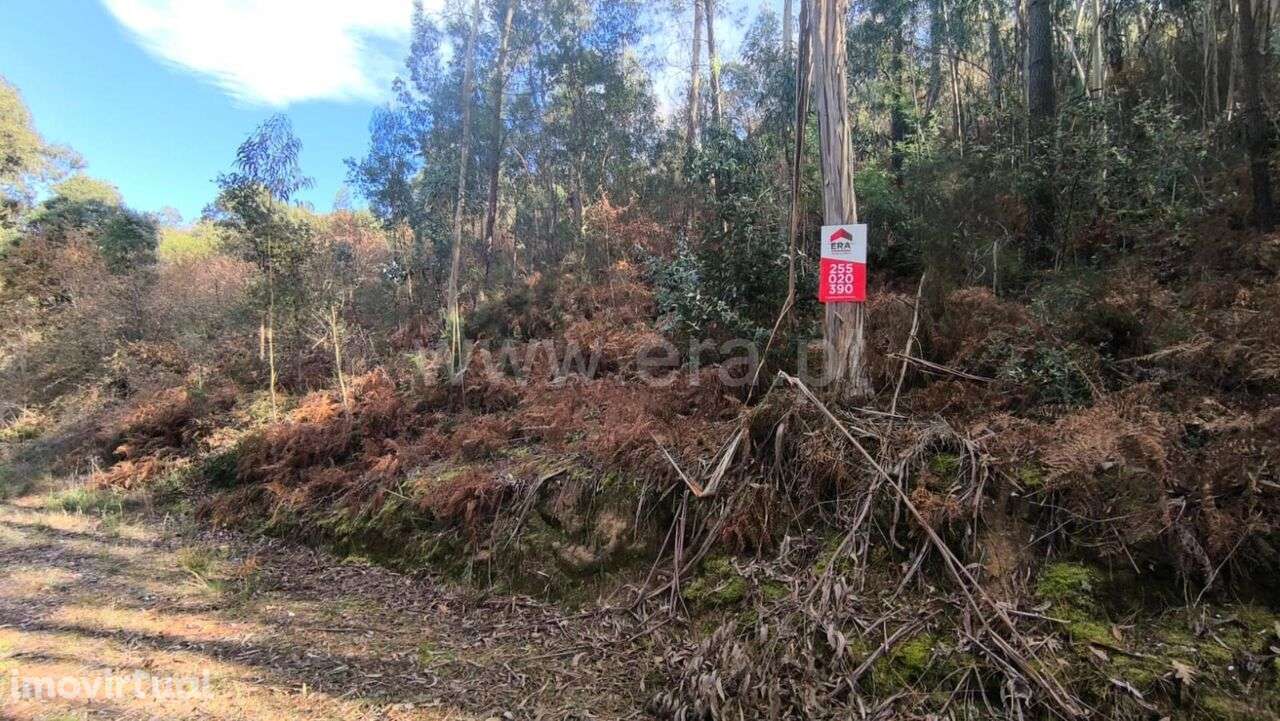 Terreno / Baião, Baião (Santa Leocádia) e Mesquinhata - Grande imagem: 4/9