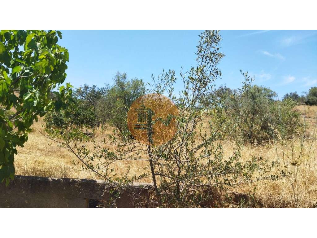 TERRENO COM 7.640 M2 JUNTO A ENTRADA DA ALDEIA DE CORTES PEREIRA - ... - Grande imagem: 5/53