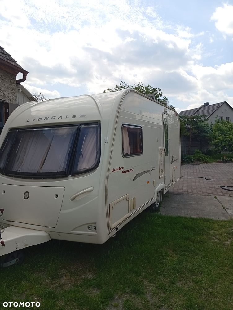Avondale Golden Auocet - 1