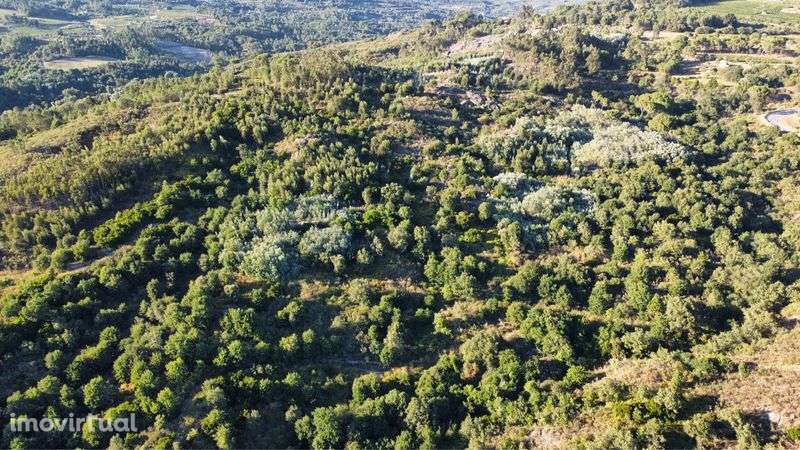 Terreno com 16 hectares para aviários, vinha ou paineis fotovoltaicos - Grande imagem: 5/11