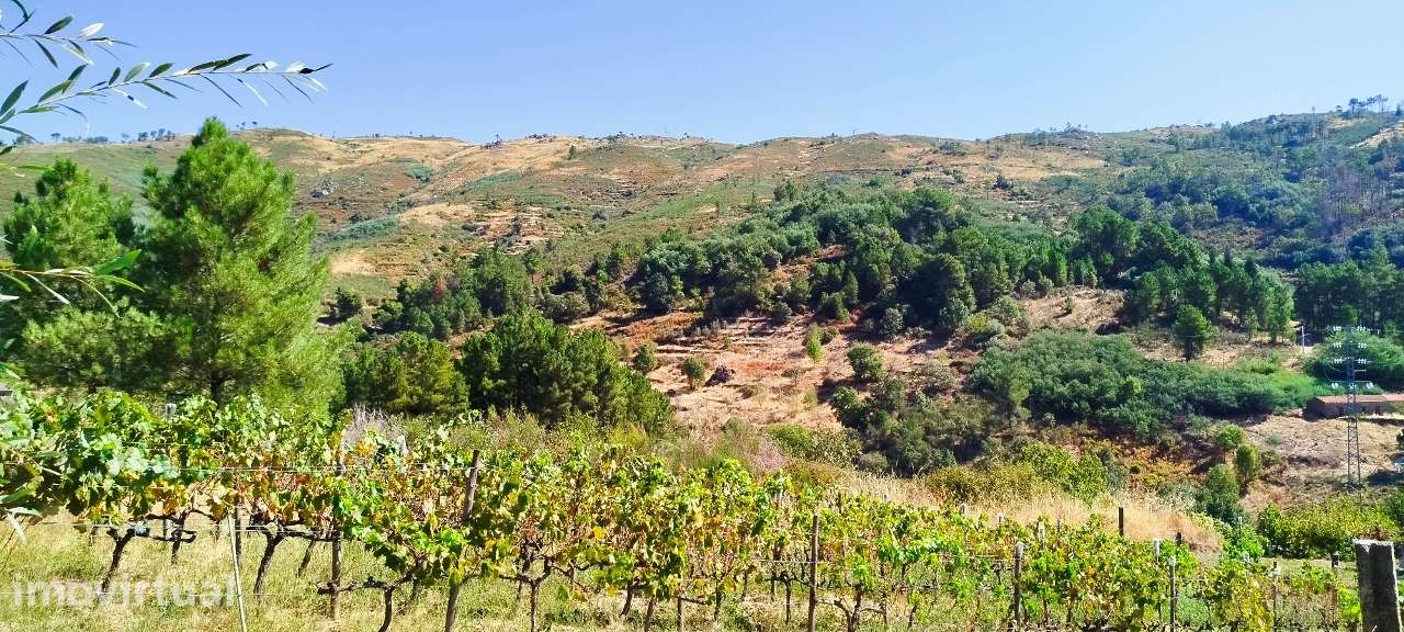 Quintinha 5.140 m2 com armazém registado – Covilhã, Serra da Estrela - Grande imagem: 3/31
