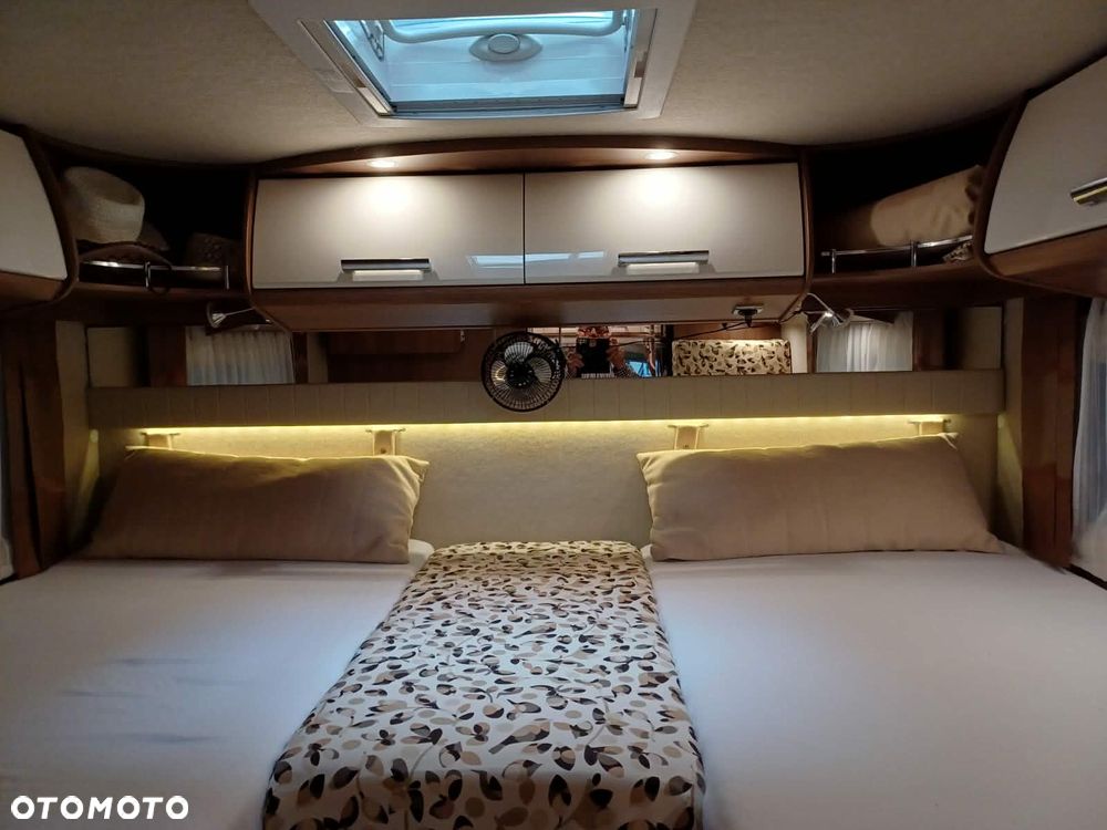 Carthago carthago - 7