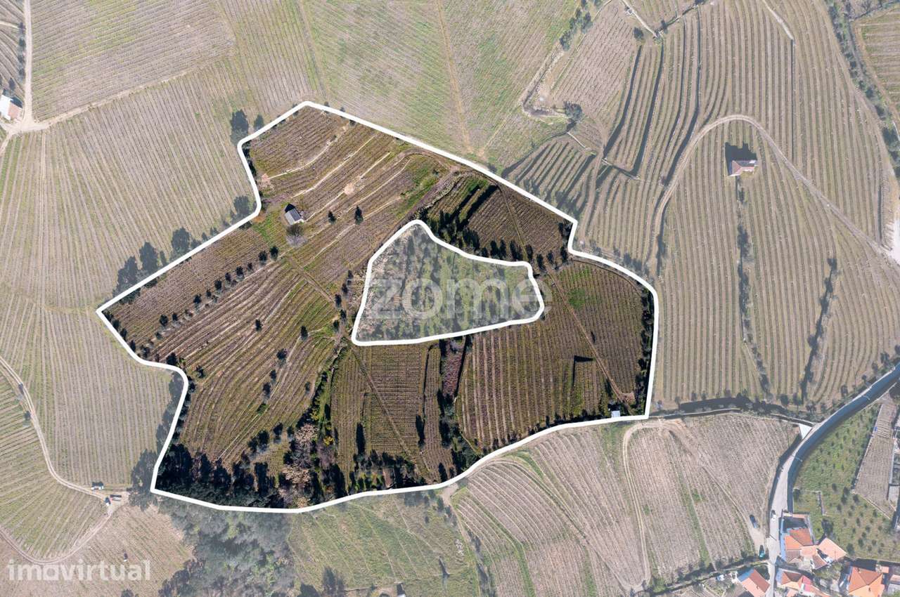 Quinta na Régua para produção vinícola - Grande imagem: 2/20