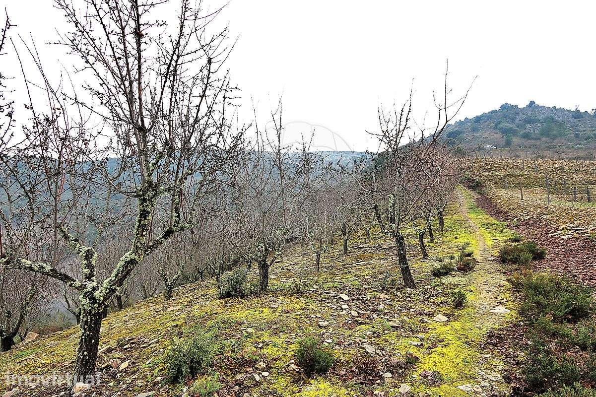 Quinta  para venda - Grande imagem: 2/13