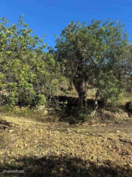 Terreno rústico com poço - Grande imagem: 5/8