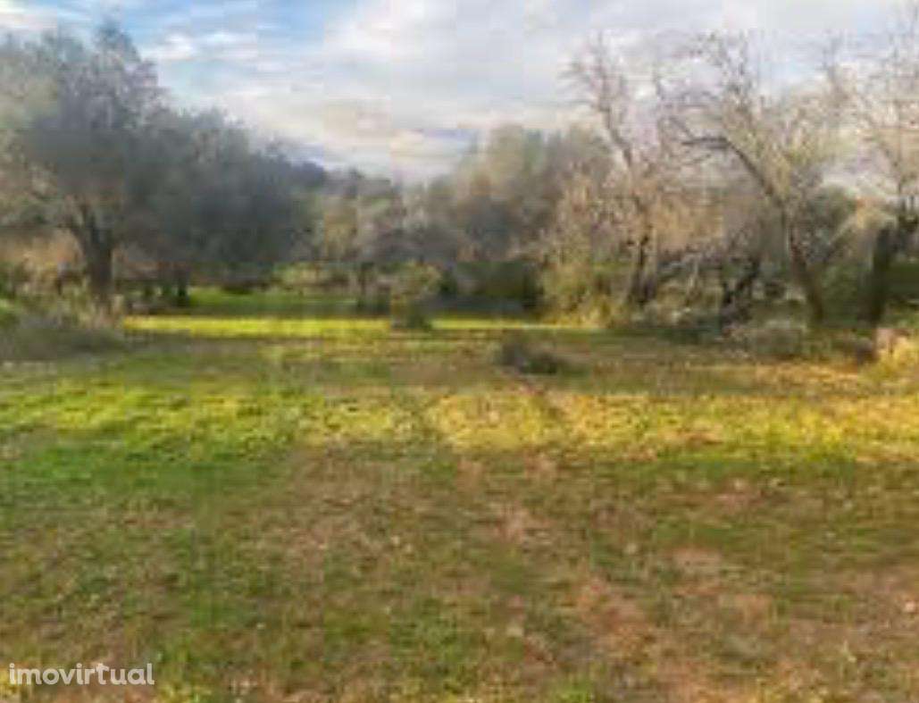 Terreno com 6.000 m² + Construção Existente | Vale da Jorra | Santarém - Grande imagem: 3/4