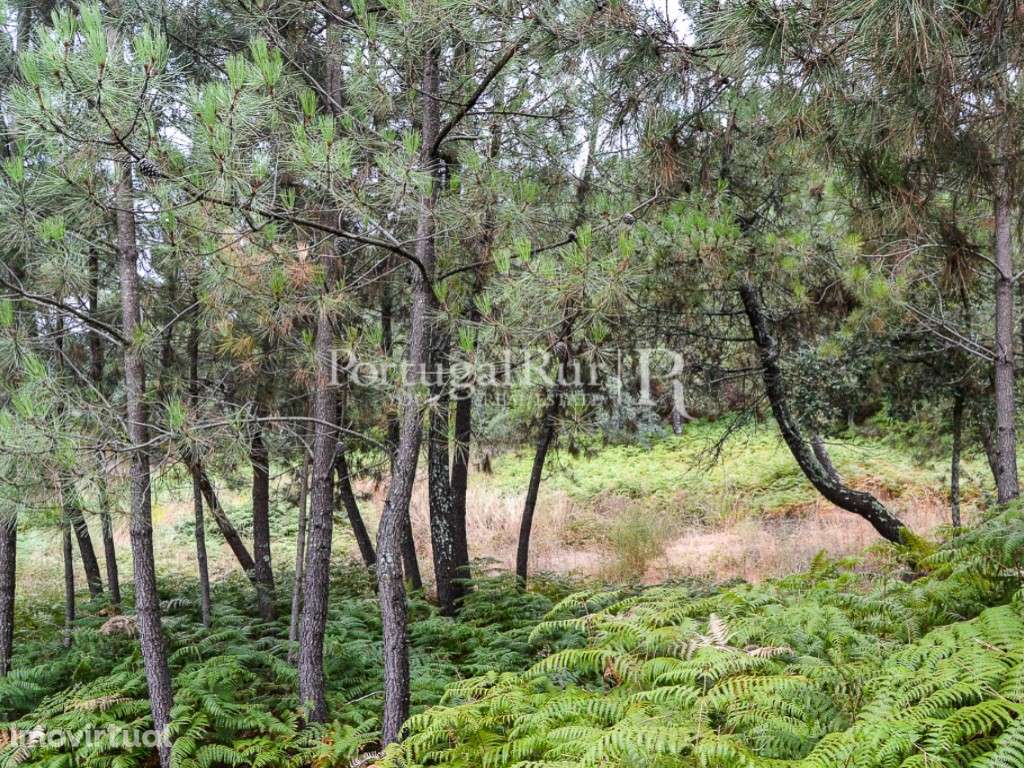 Terreno para Construção em Proença-a-Nova - Grande imagem: 5/17