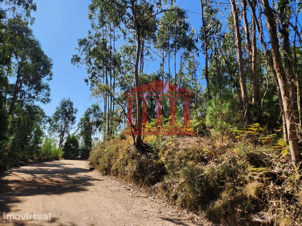 BOUÇA PARA VENDA EM OLIVEIRA - BARCELOS - Grande imagem: 2/10